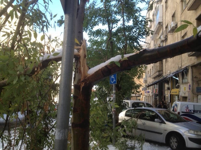 A damaged tree in Jerusalem