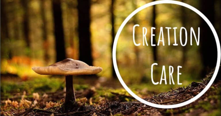 Creation care