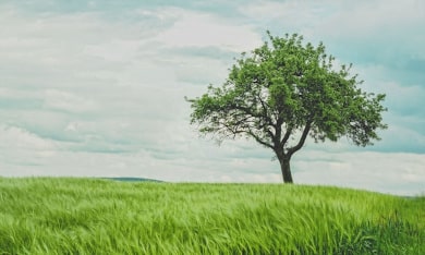 New ‘Eco Bible’ explains what the Hebrew Bible says about ecology