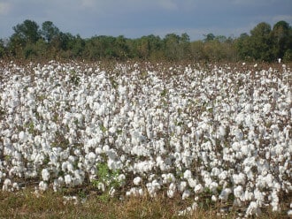 Cotton field