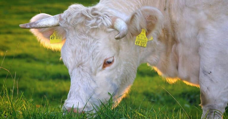 Grazing animal