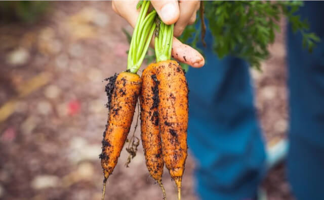 Natural food Agriculture