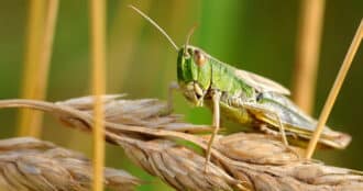 locust