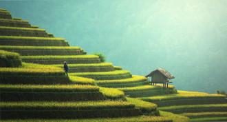 rice fields