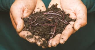 worms in compost