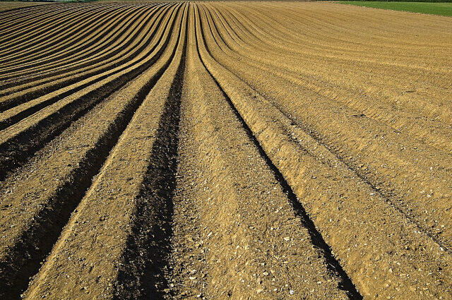 Crops Crop furrow