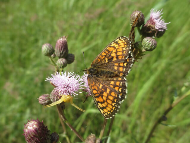 Ecological Butterfly
