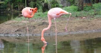 Flamingos