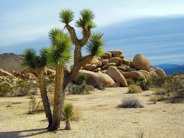 Ecology Joshua tree park