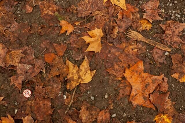 Effects of land pollution Litter amongst the leaves