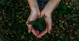 plant in hands