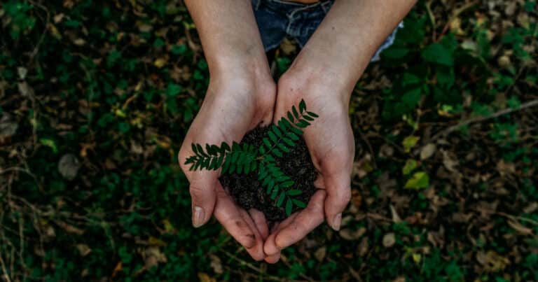 Plant in hands