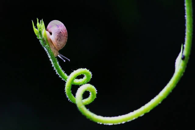 snail | The Interfaith Center for Sustainable Development A snail climbing a stalk