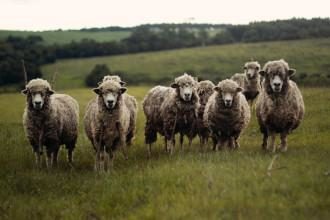 Herd of sheep