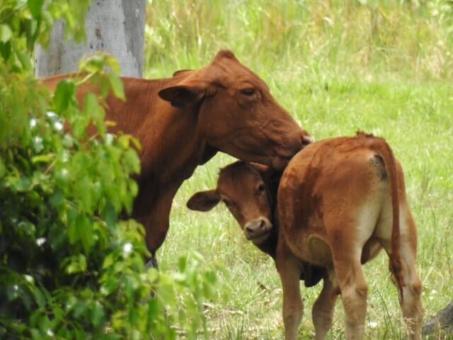 A cow and her calf