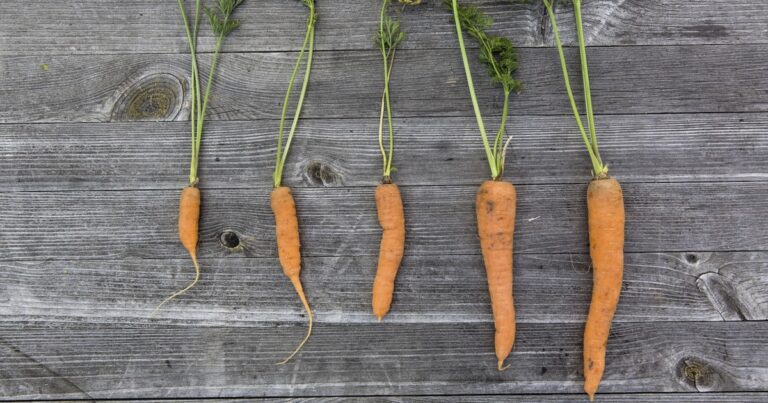 Sustainable consumption | The Interfaith Center for Sustainable Development Carrots