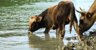 cattle drinking from river