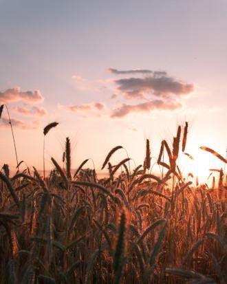 wheat field