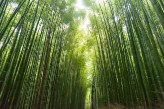 bamboo forest