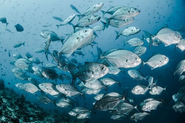 Fishing sustainability Silver fishes