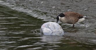 plastic bag in a river