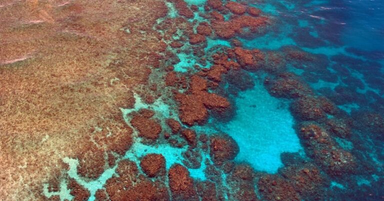 What causes coral bleaching? | The Interfaith Center for Sustainable Development Coral reef