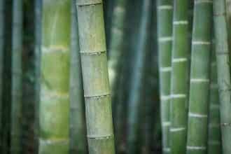 bamboo