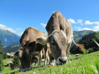 cattle grazing