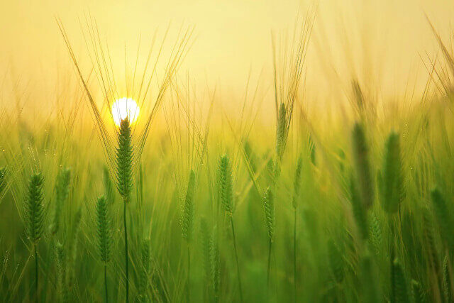 Food production Field of barley