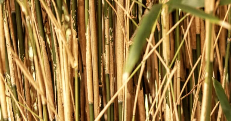 Bamboo shoots