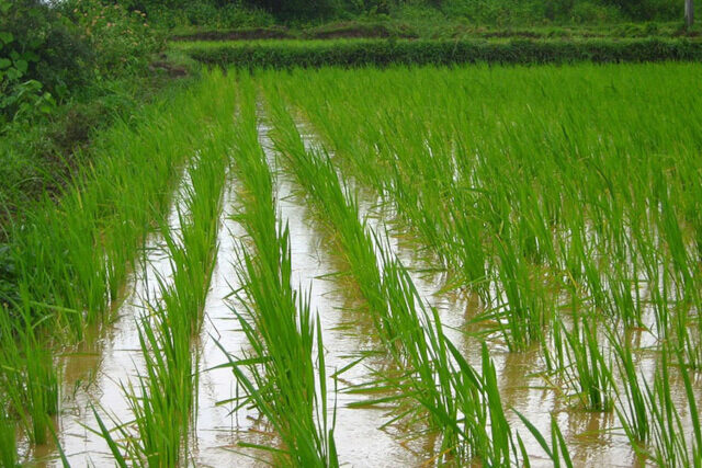 High yield crop varieties A rice field