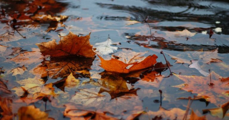Is rain water safe to drink? | The Interfaith Center for Sustainable Development Rainwater and leaves