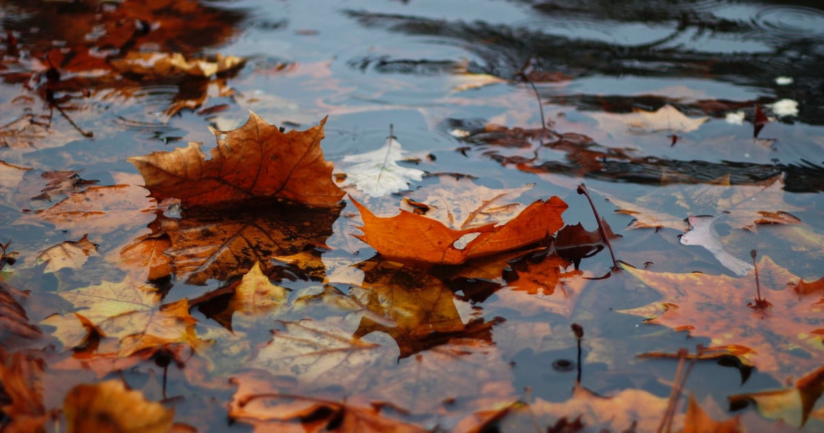rainwater and leaves