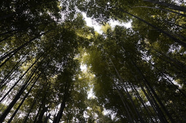 Renew forests A new forest