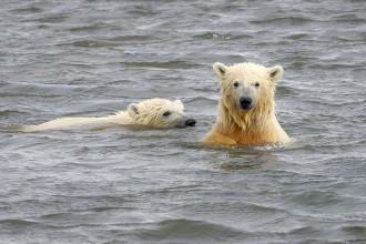 polar bear