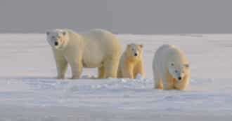 Polar bears