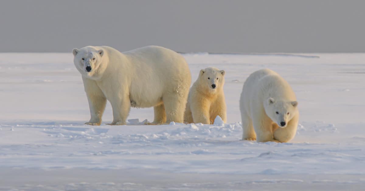 As Climate Change Accelerates, Are Polar Bears Going Extinct?