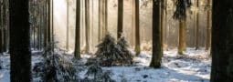 Prevent Extinction Of The Boreal Forest