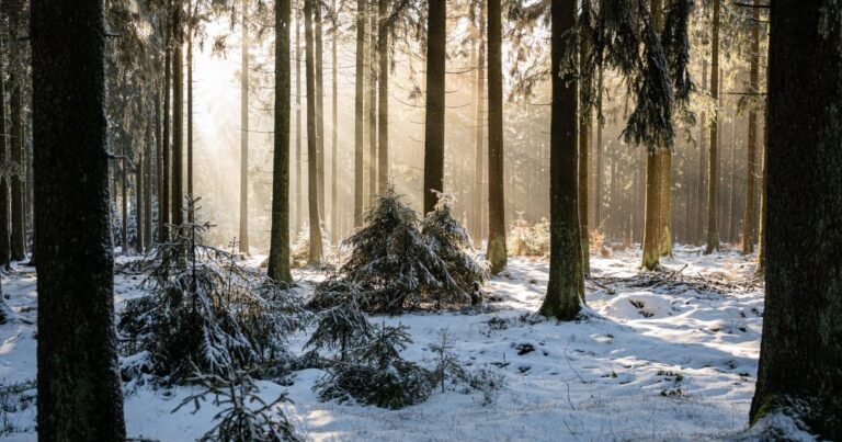 Boreal forest | The Interfaith Center for Sustainable Development Boreal forest