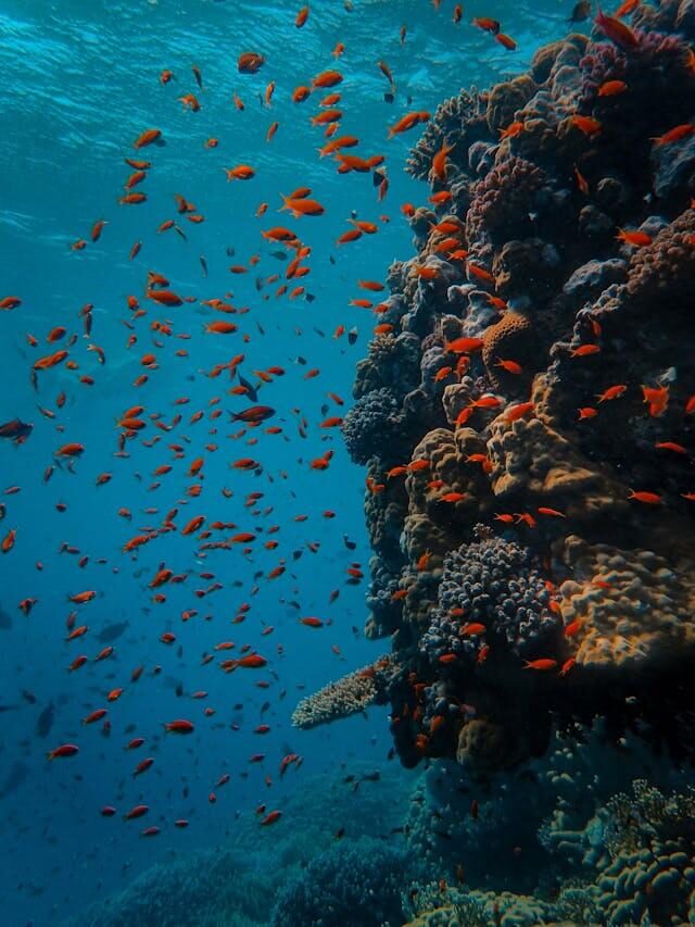 Coral reefs A shoal of fish swim around a coral reef