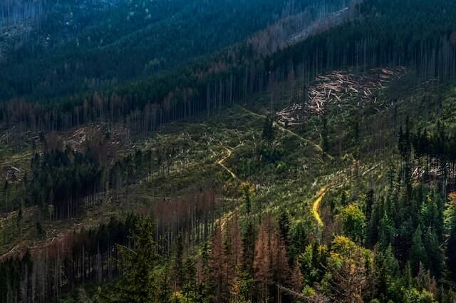 Boreal Forest Deforestation An aerial view of the effects of deforestation
