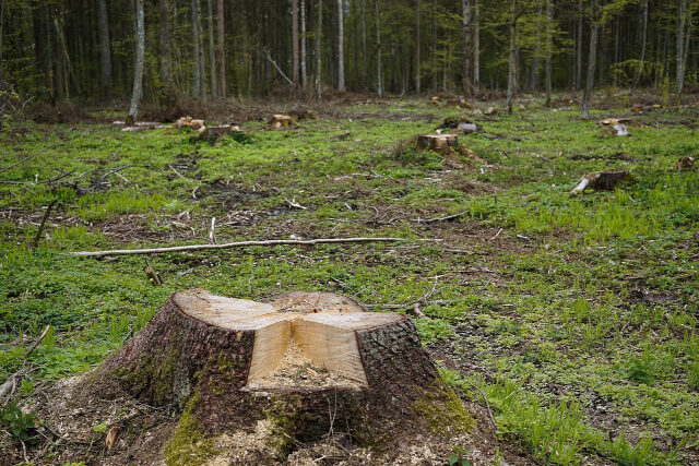 deforestation-biodiversity | The Interfaith Center for Sustainable Development Tree stumps in a deforested area of land