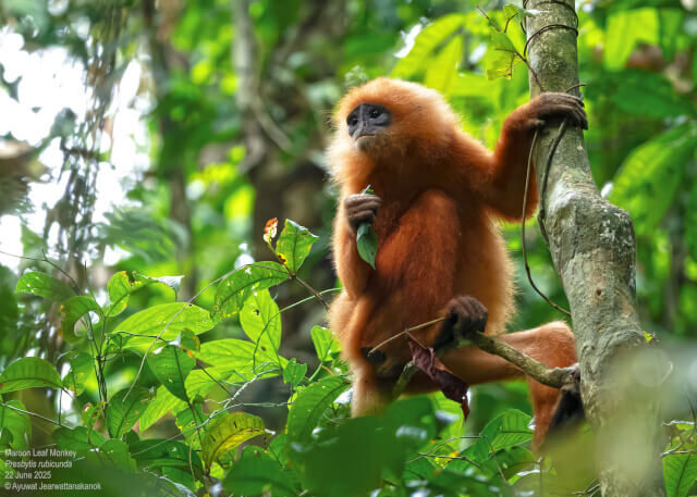 Ecosystems A monkey in a tree