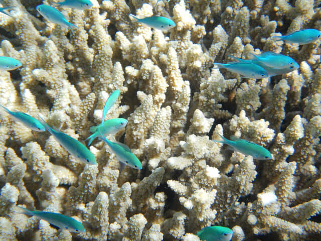 marine-life | The Interfaith Center for Sustainable Development Fish swimming over coral reef
