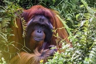 orangutan