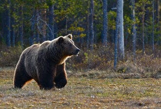 Wildlife habitat