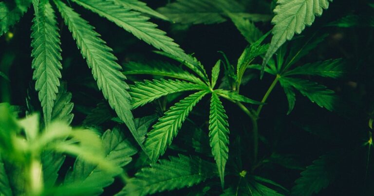 Hemp insulation | The Interfaith Center for Sustainable Development Hemp