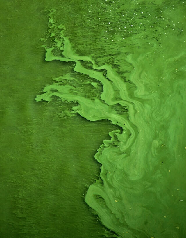 nitrogen-runoff | The Interfaith Center for Sustainable Development An algal bloom caused by nitrogen pollution