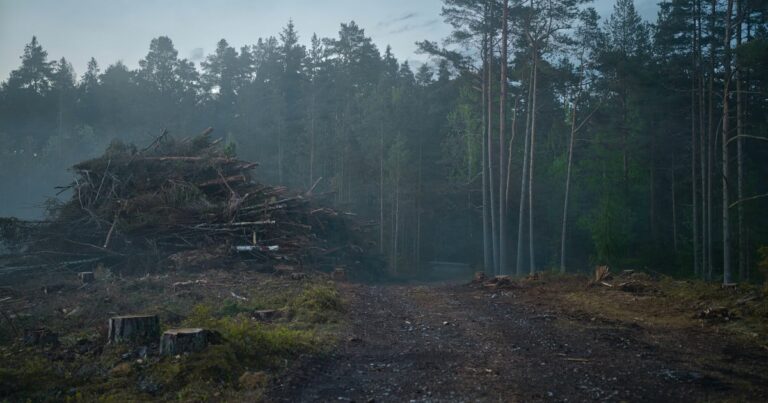 Deforestation | The Interfaith Center for Sustainable Development Deforestation