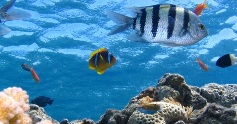 Effects of ocean acidification | The Interfaith Center for Sustainable Development Marine life